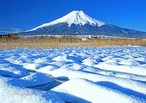 20030112-oshino456990
